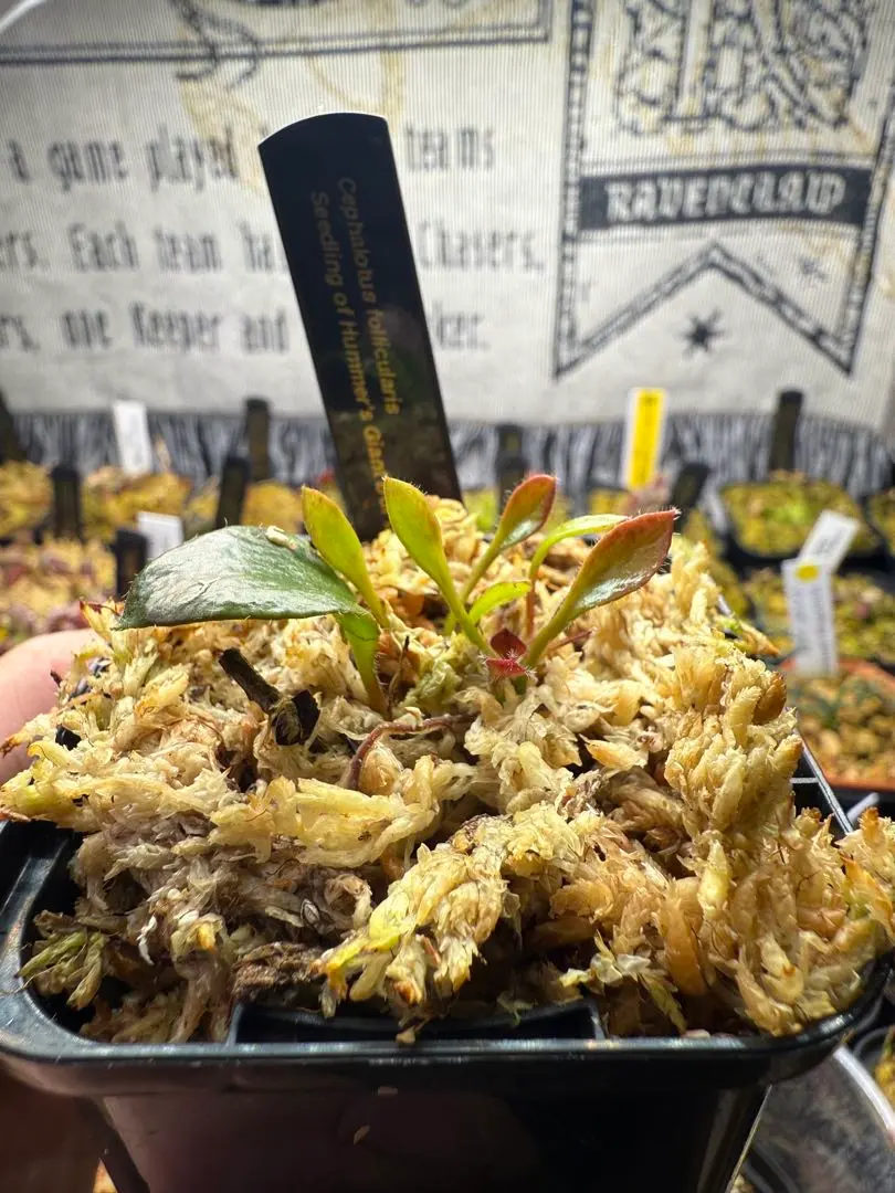 2026年最新】セファロタス giantの人気アイテム - メルカリ