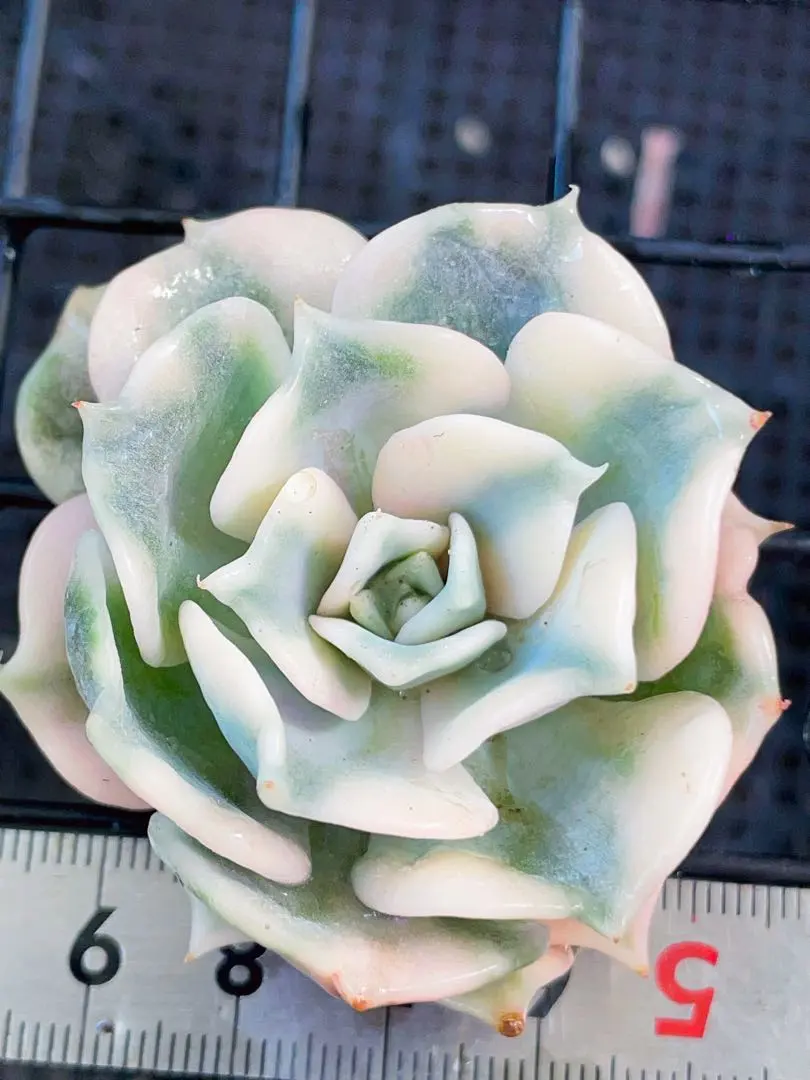 2026年最新】リラシナ錦の人気アイテム - メルカリ