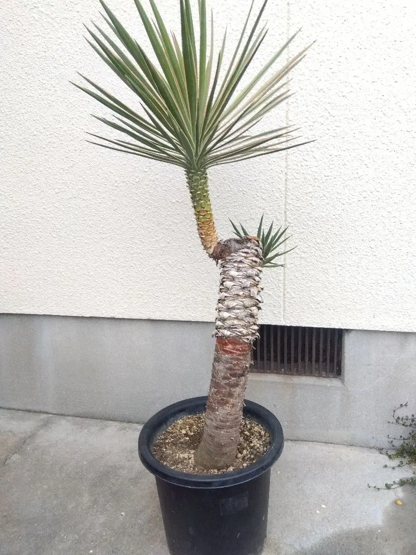 2026年最新】ロストラータ ヘッドの人気アイテム - メルカリ