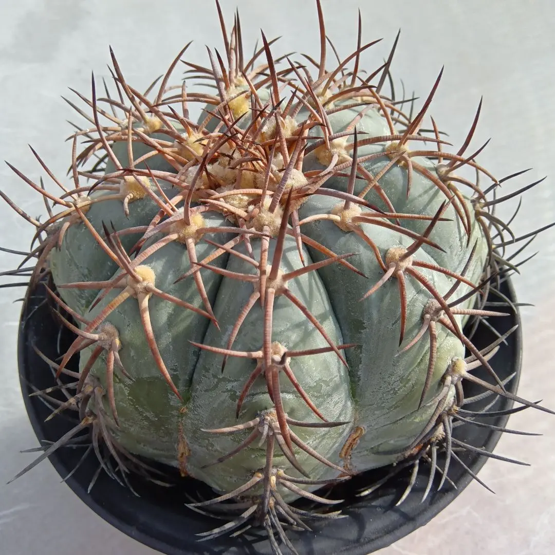 2026年最新】エキノカクタス雷帝の人気アイテム - メルカリ