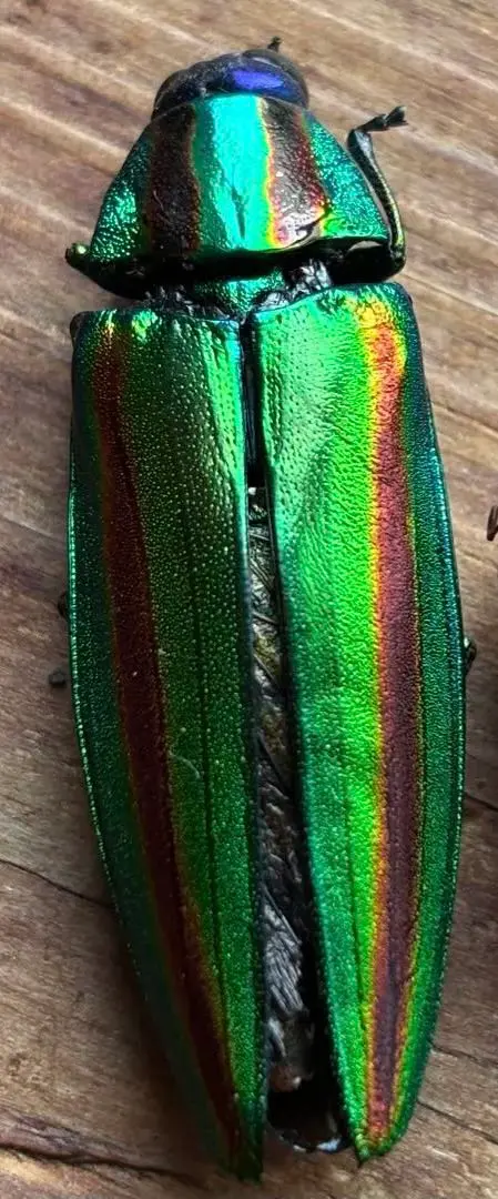 m69212976070_1.jpg?1757426247