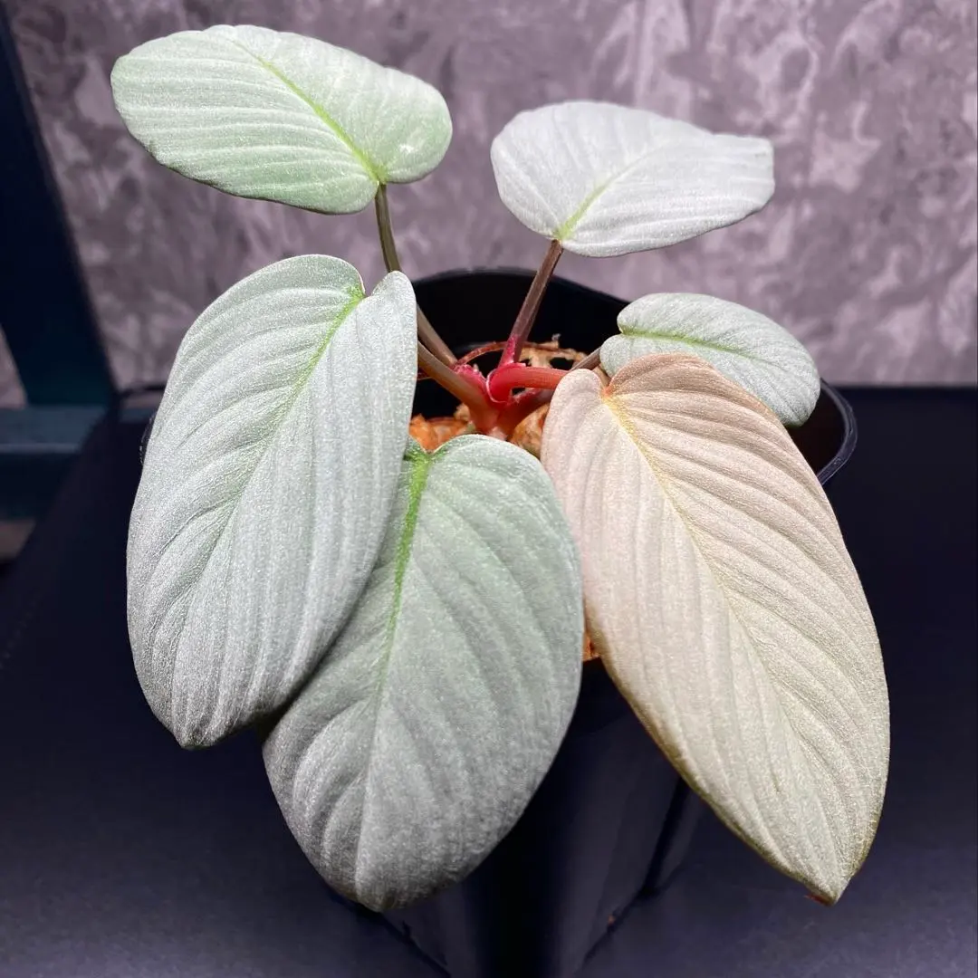 2026年最新】ホマロメナ 月輪の人気アイテム - メルカリ