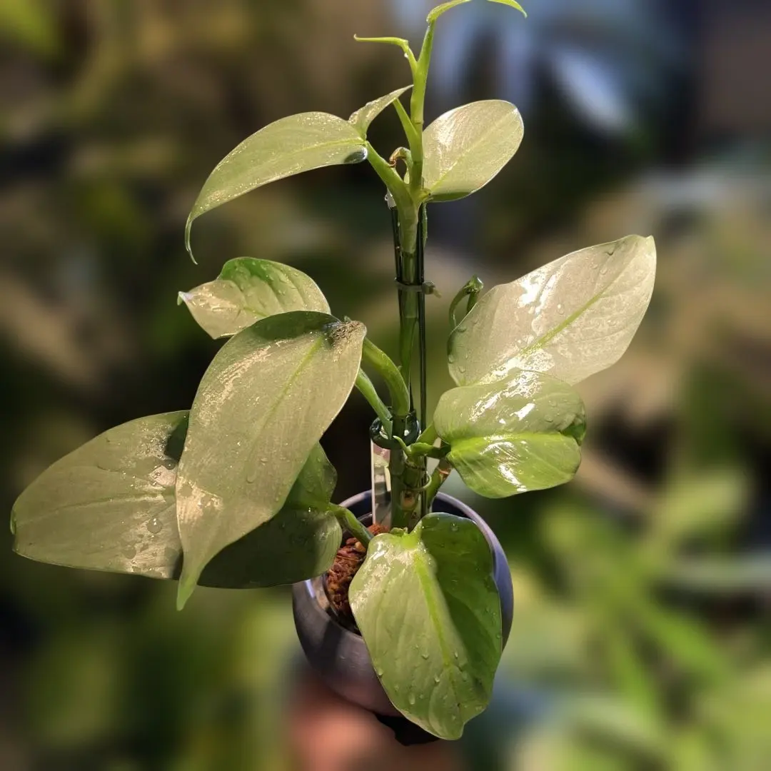 2026年最新】フィロデンドロンシルバーソードの人気アイテム - メルカリ