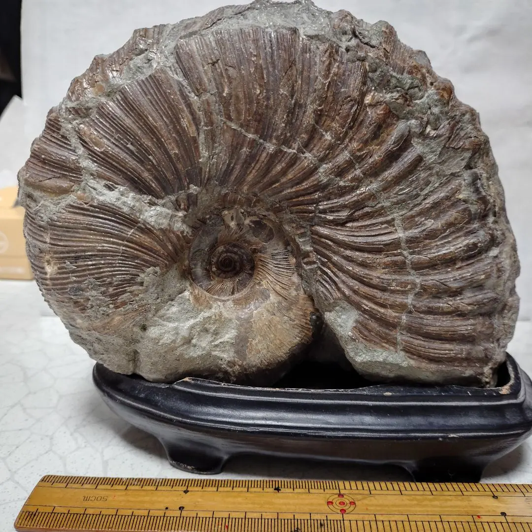 2026年最新】北海道 アンモナイトの人気アイテム - メルカリ