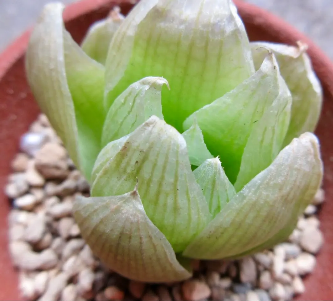 2026年最新】ハオルチア ロックウッディの人気アイテム - メルカリ