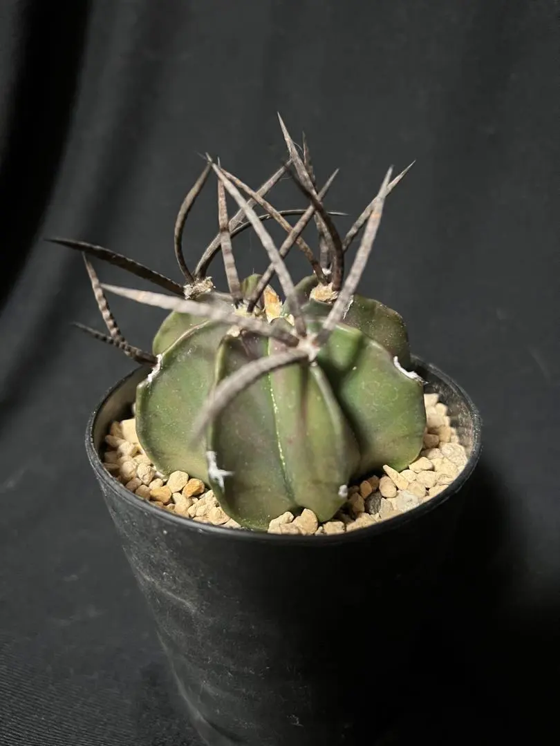 2026年最新】アストロフィツム 大鳳玉の人気アイテム - メルカリ