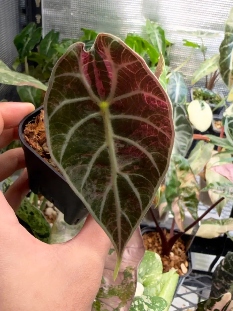 2026年最新】ワトソニアの人気アイテム - メルカリ