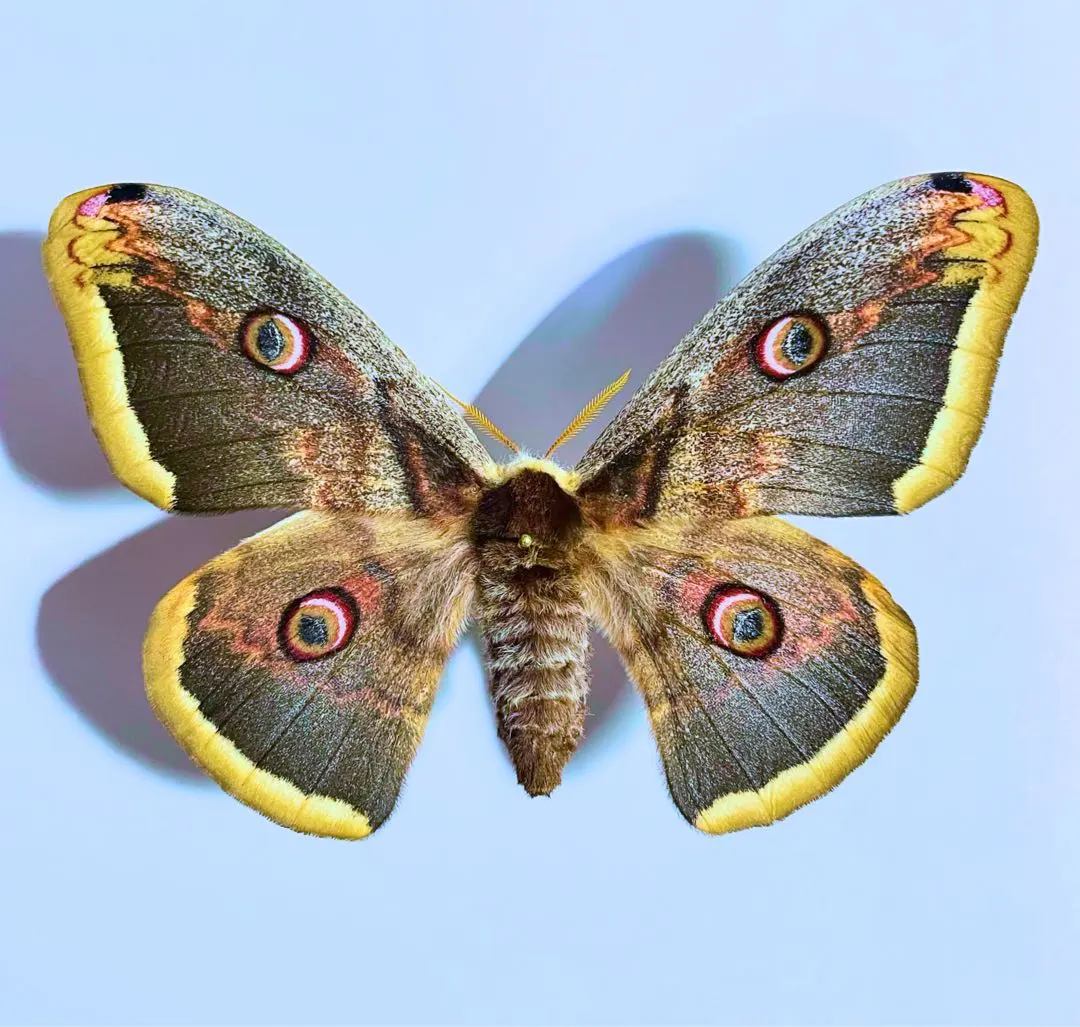 2026年最新】クジャクヤママユ 標本の人気アイテム - メルカリ