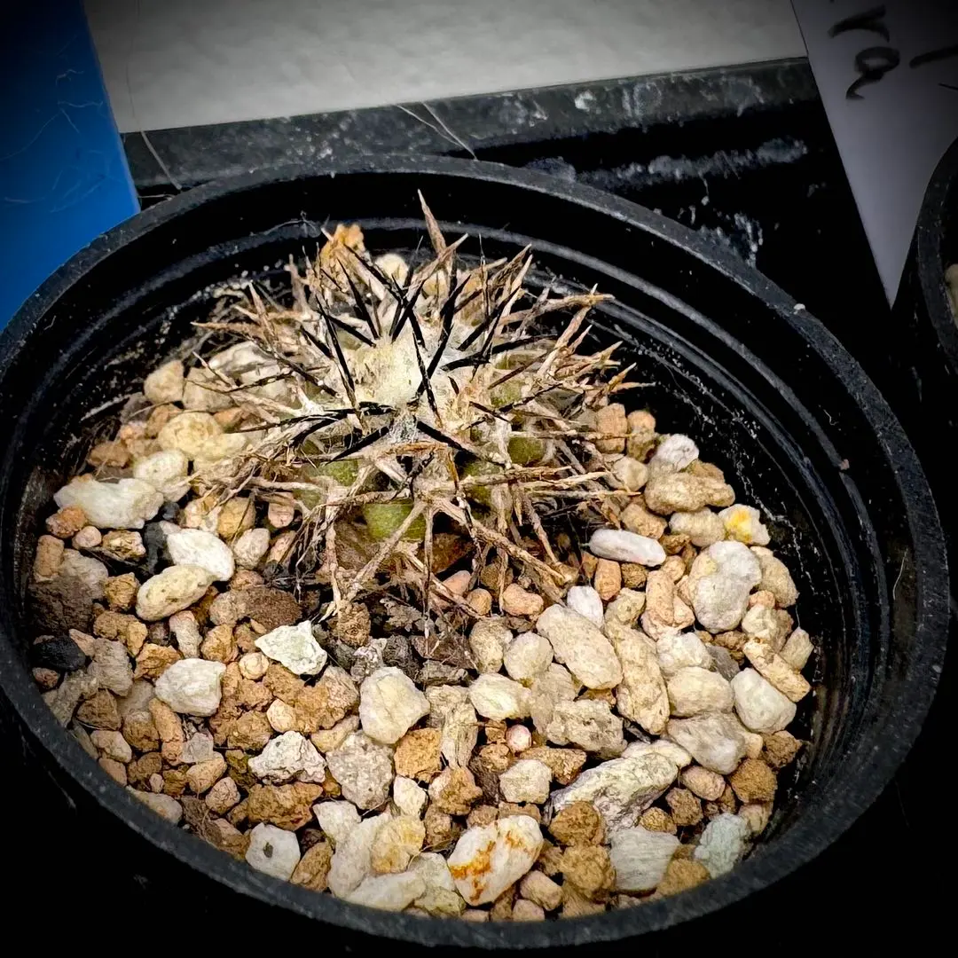 2026年最新】コピアポア グリセオビオラセアの人気アイテム - メルカリ