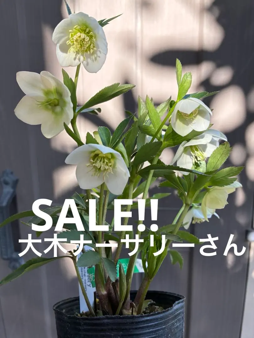 2026年最新】大木ナーサリーの人気アイテム - メルカリ