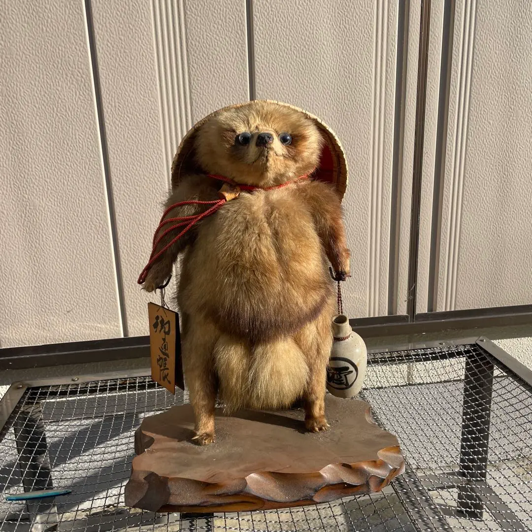 2026年最新】タヌキ 剥製の人気アイテム - メルカリ