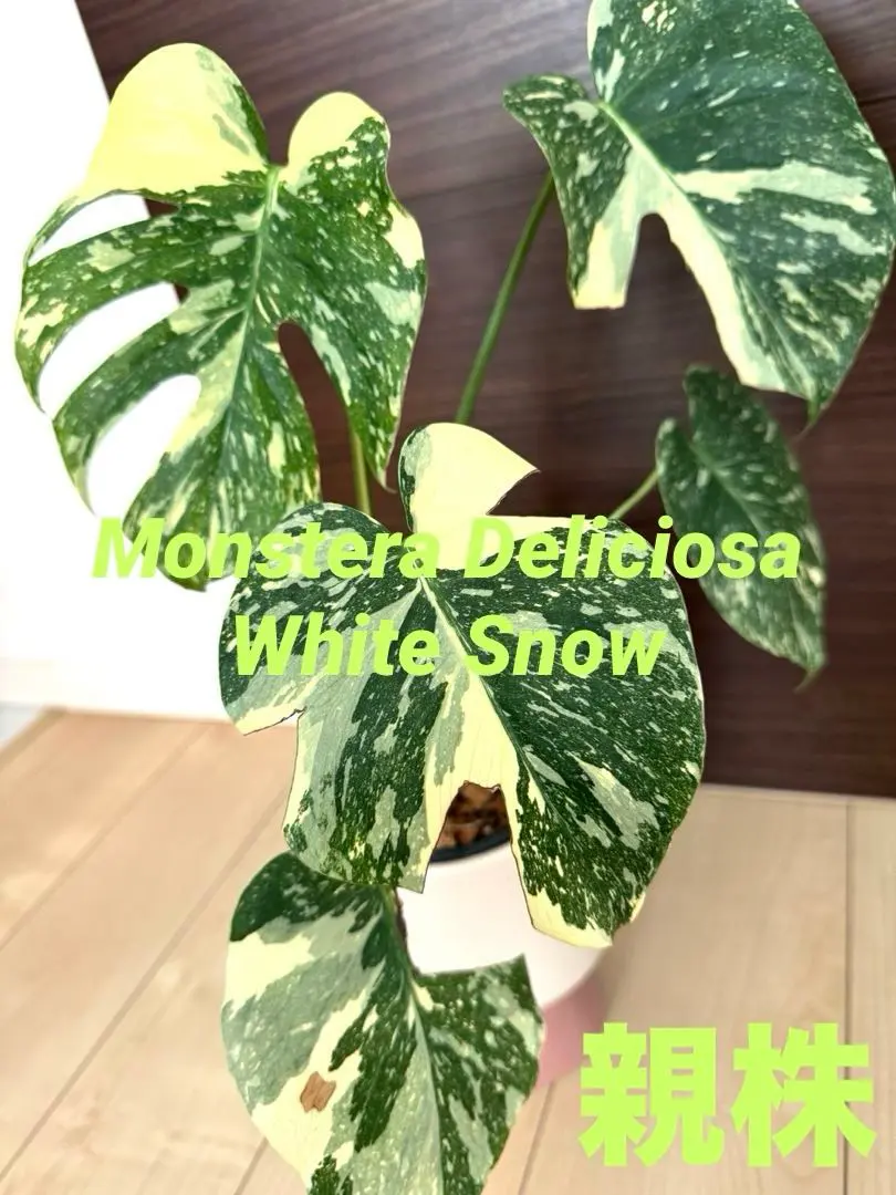 2026年最新】ホワイトスノー モンステラの人気アイテム - メルカリ