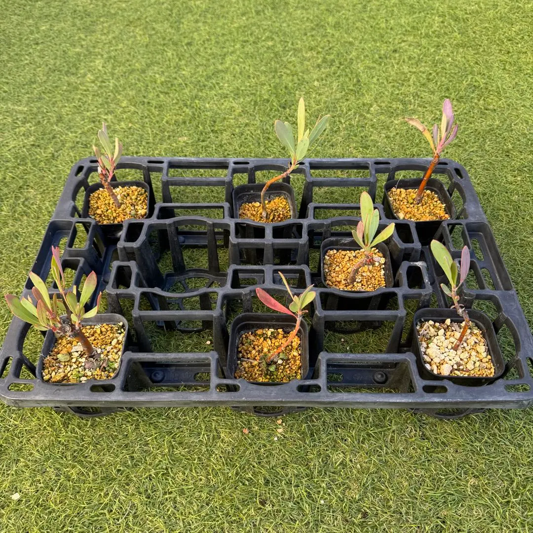 2026年最新】プロテアスペシャルピンクアイスの人気アイテム - メルカリ