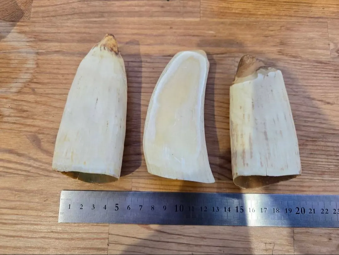 2026年最新】クジラの歯の人気アイテム - メルカリ