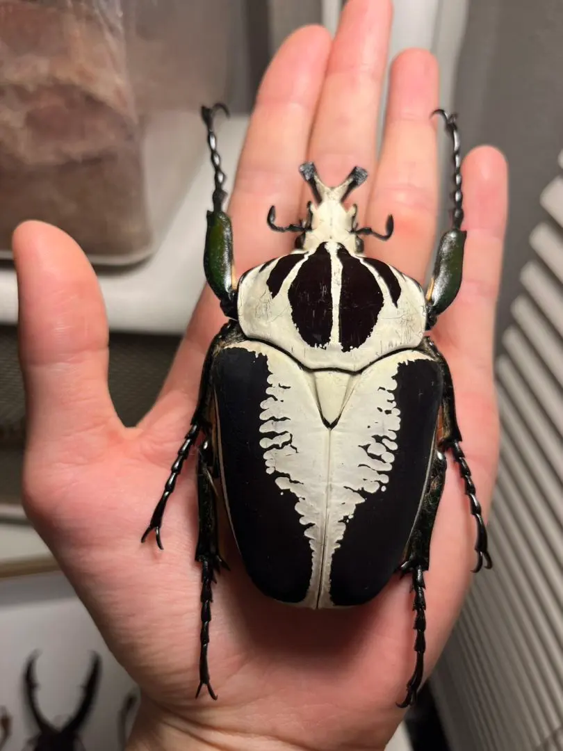 2026年最新】ゴライアス標本の人気アイテム - メルカリ