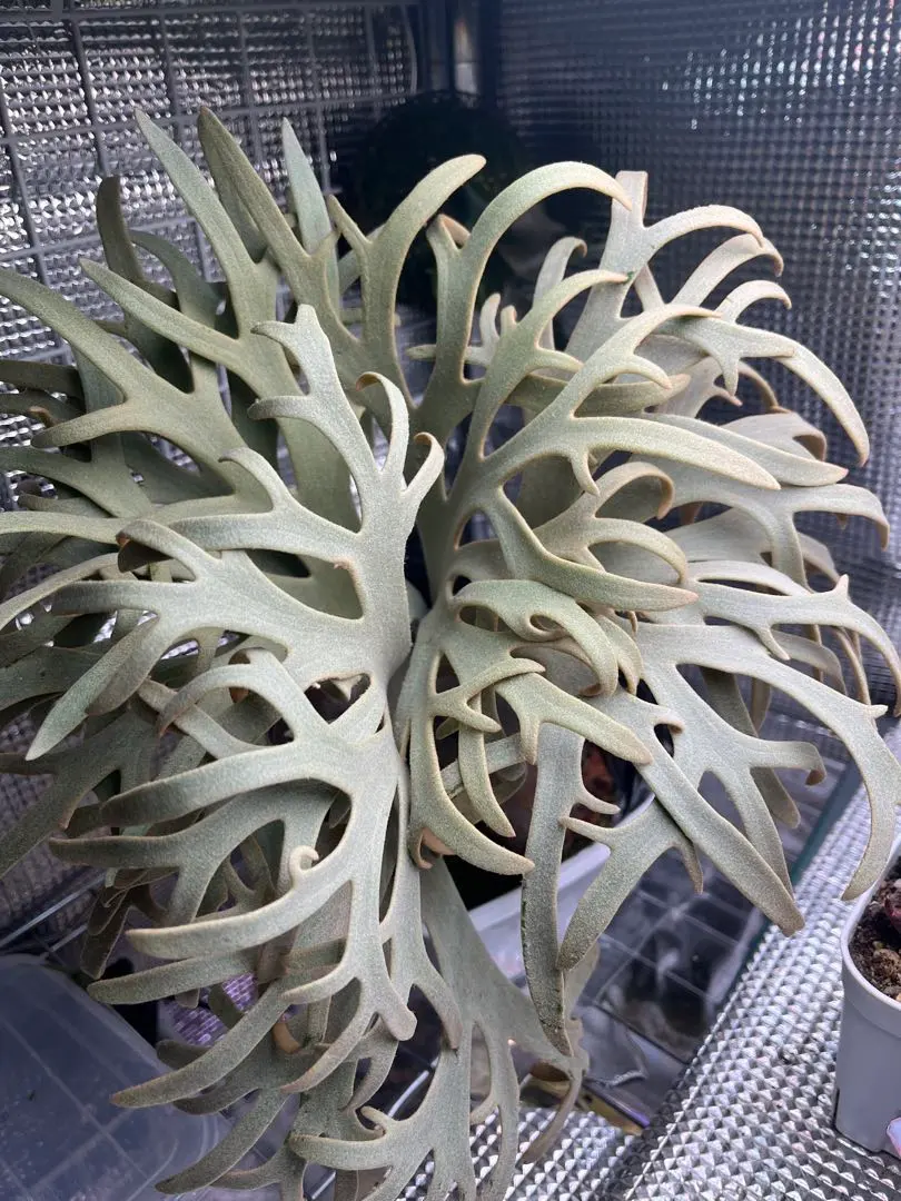 2026年最新】JeNny tcの人気アイテム - メルカリ