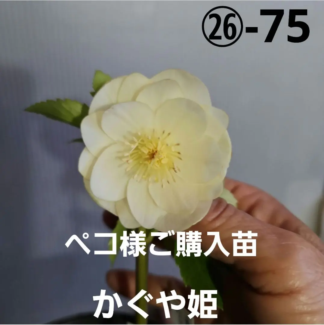 2026年最新】かぐや姫 クリスマスローズの人気アイテム - メルカリ