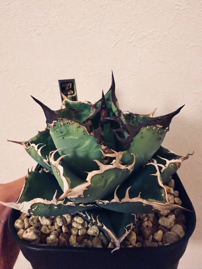 2026年最新】キングアーサー アガベの人気アイテム - メルカリ