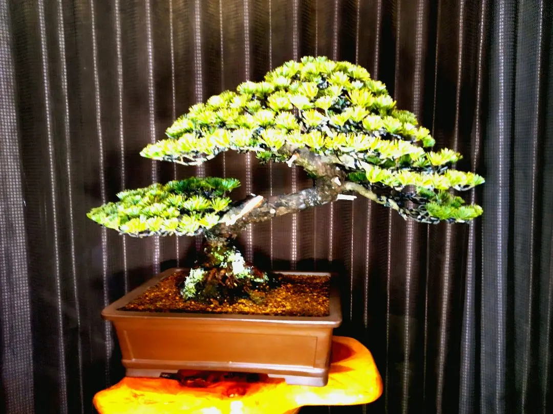 2026年最新】瑞祥 盆栽の人気アイテム - メルカリ