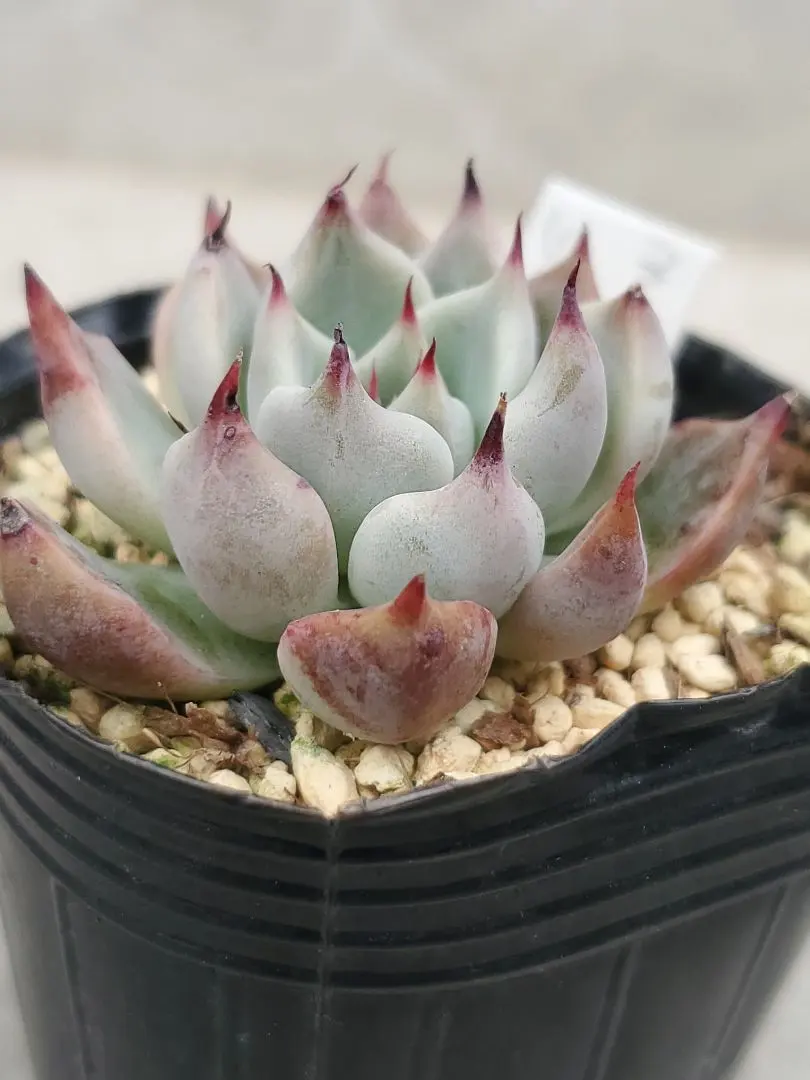 2026年最新】リンゼアナ×そわそわの人気アイテム - メルカリ