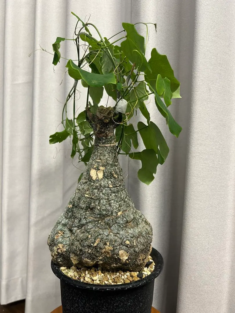 2026年最新】アデニア スピノーサの人気アイテム - メルカリ