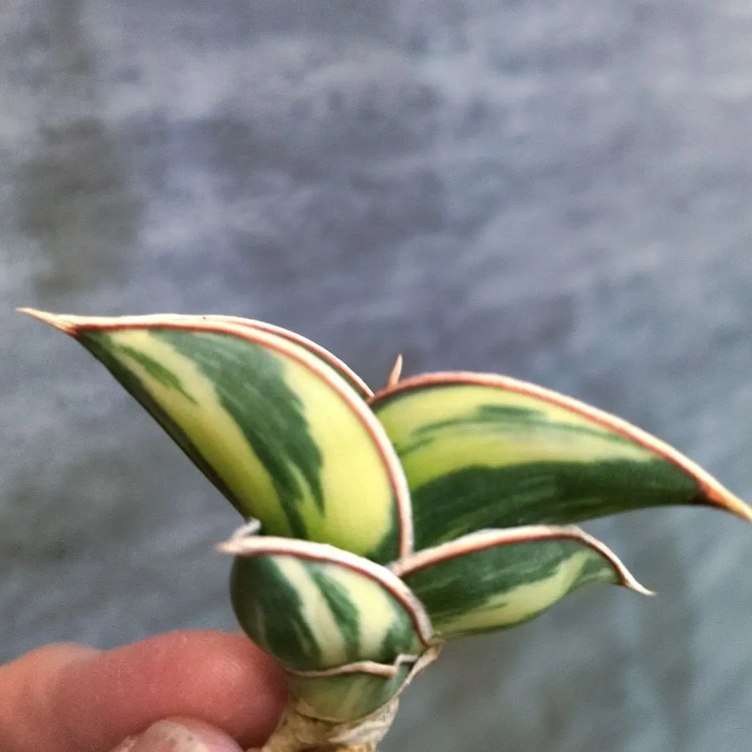 2026年最新】サンスベリア ロリダ 斑入りの人気アイテム - メルカリ