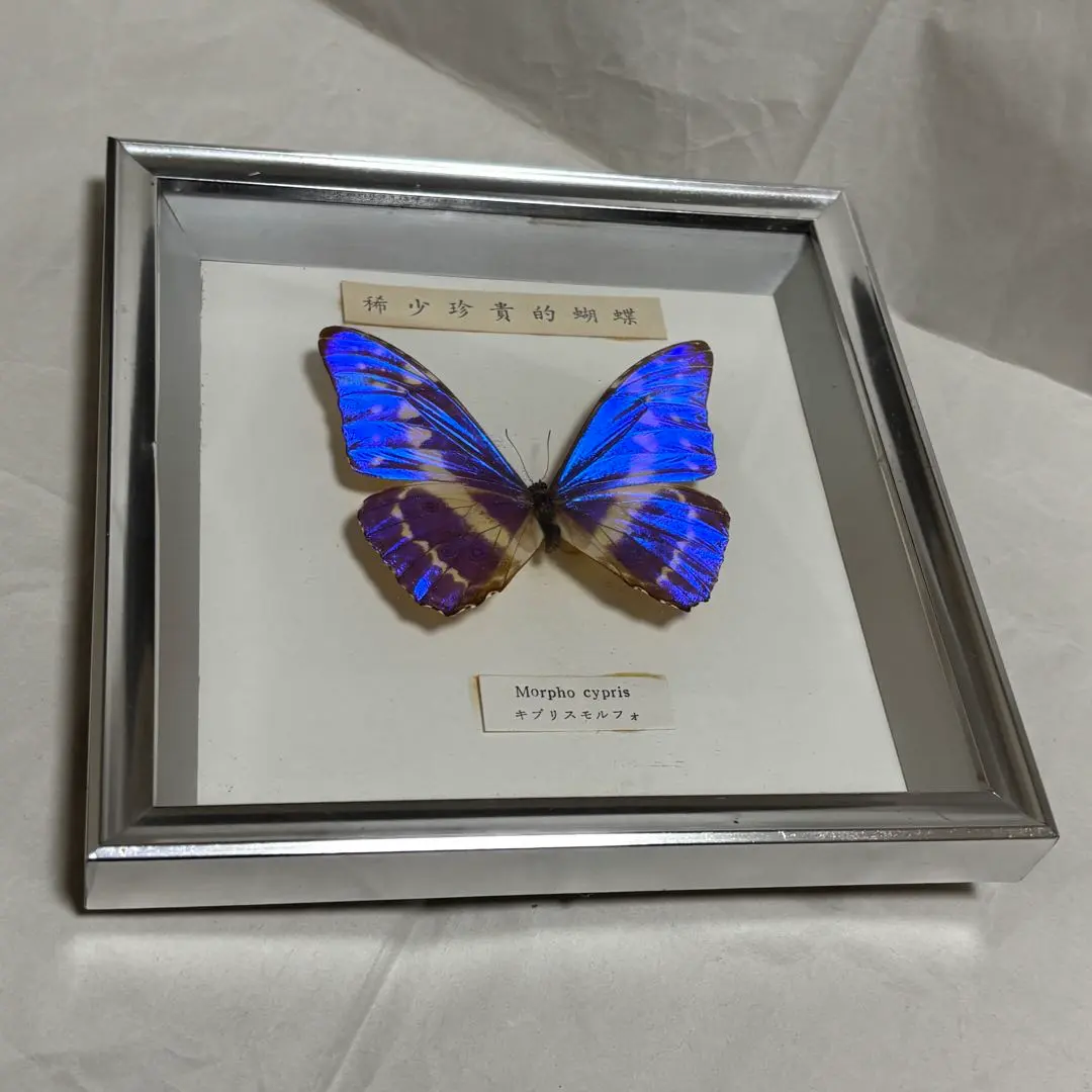 2026年最新】標本 キプリスモルフォの人気アイテム - メルカリ