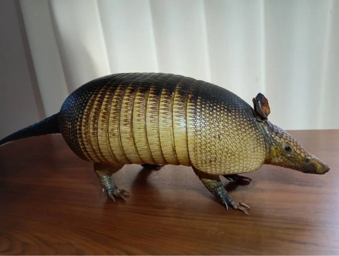 2026年最新】アルマジロ剥製の人気アイテム - メルカリ