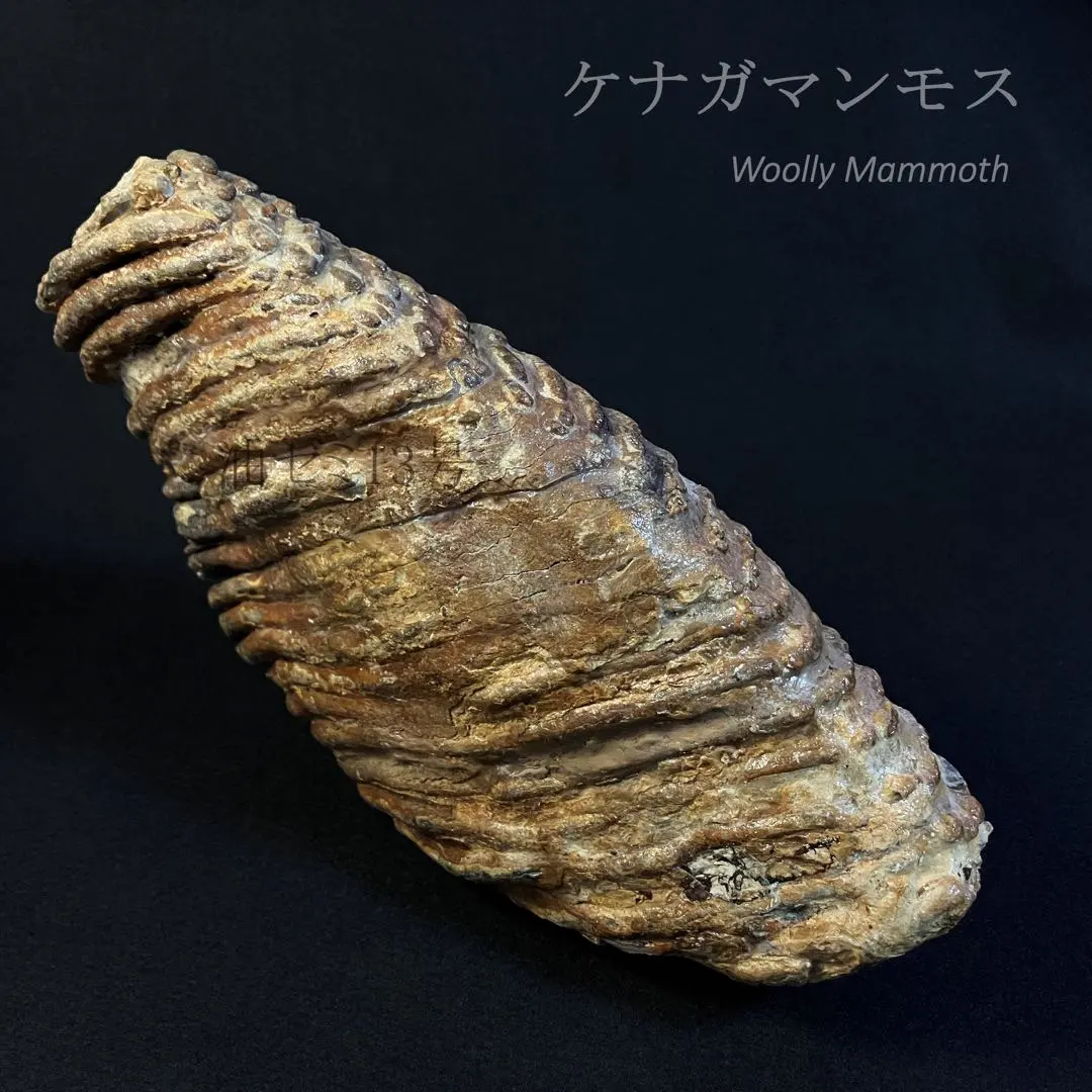 2026年最新】マンモス化石の人気アイテム - メルカリ