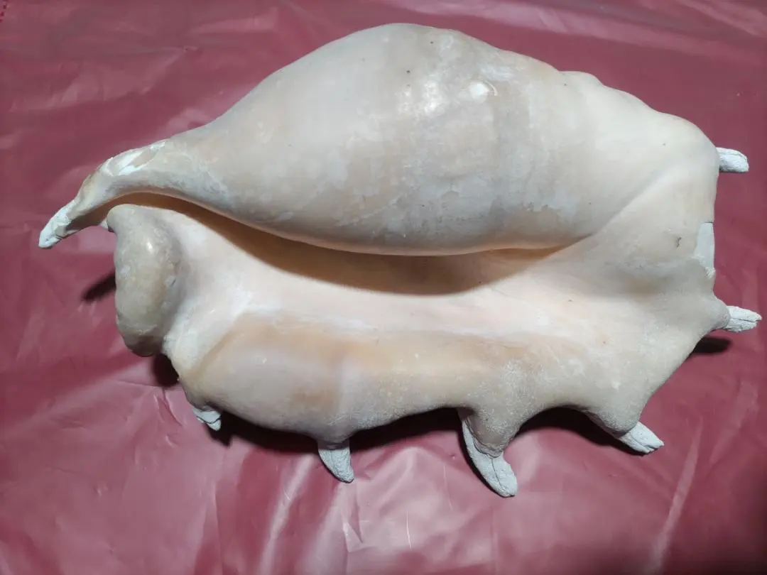 2026年最新】法螺貝標本の人気アイテム - メルカリ