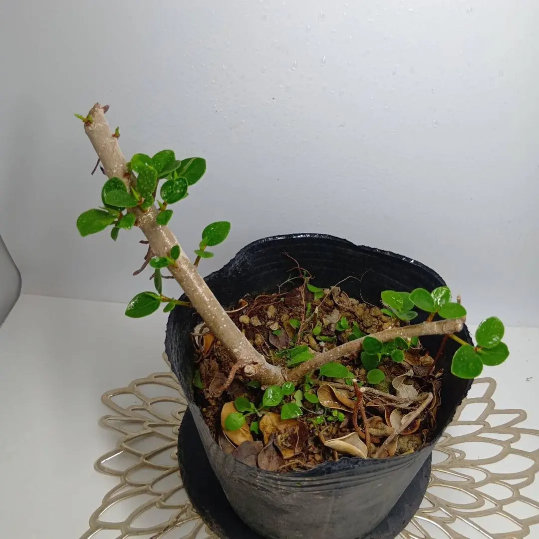 2026年最新】パンダガジュマル斑入りの人気アイテム - メルカリ