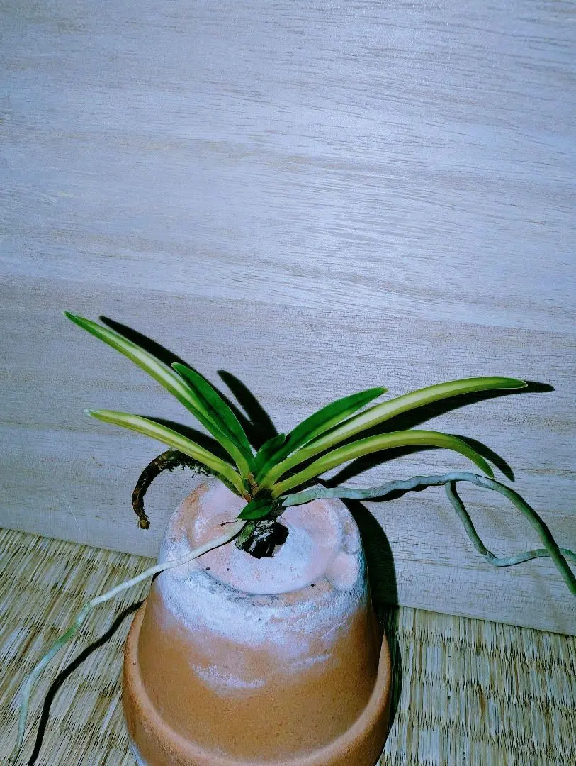 2026年最新】羆 富貴蘭の人気アイテム - メルカリ