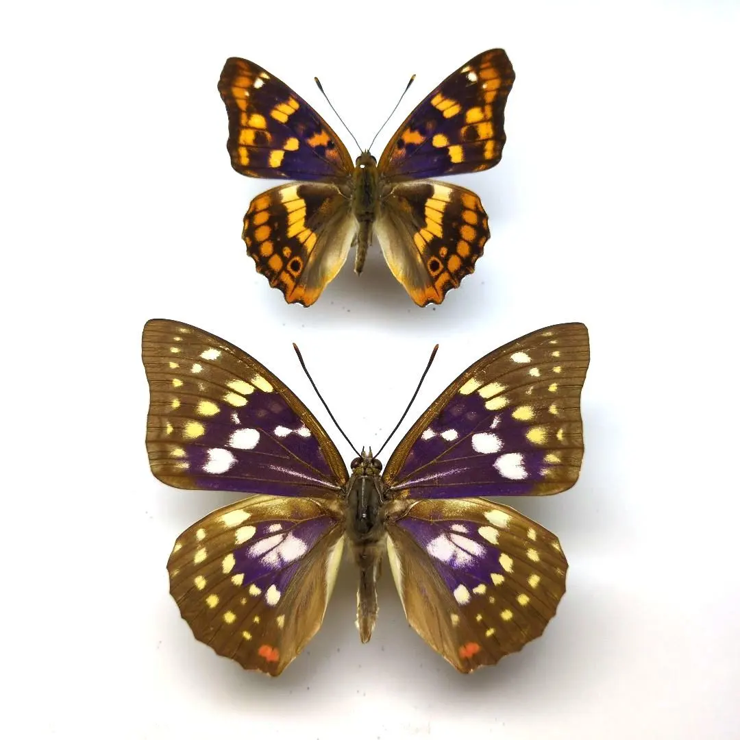 2026年最新】標本 オオムラサキの人気アイテム - メルカリ