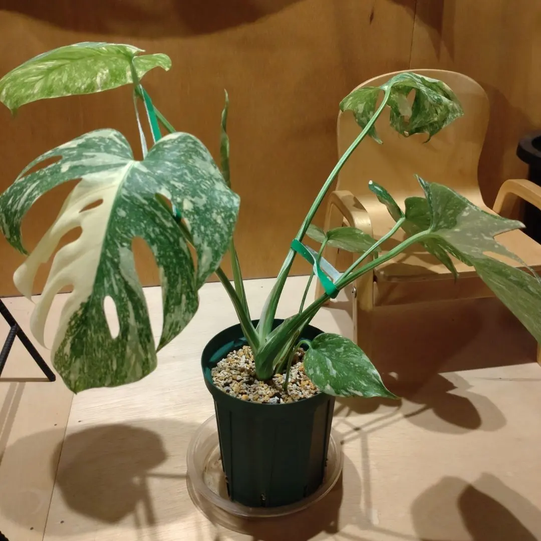 2026年最新】ホワイトスノー モンステラの人気アイテム - メルカリ