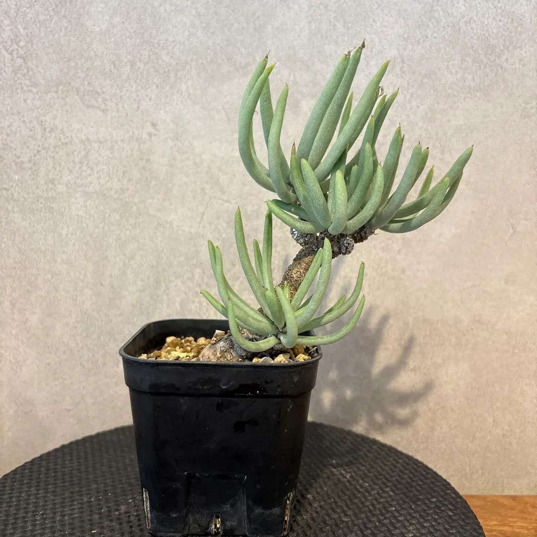 2026年最新】チレコドン ペアルソニーの人気アイテム - メルカリ