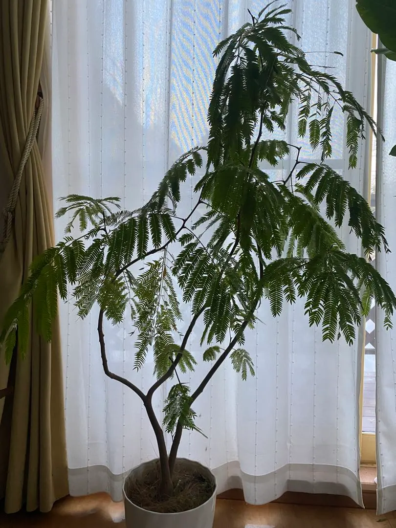 2026年最新】エバーフレッシュ大型の人気アイテム - メルカリ