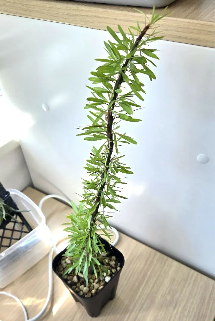 2026年最新】プルプシーの人気アイテム - メルカリ