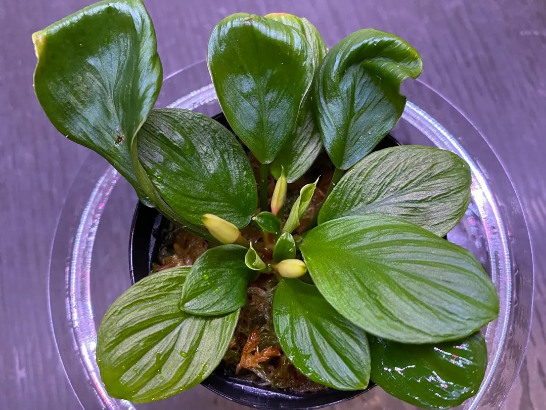 2026年最新】ホマロメナ 正規タグの人気アイテム - メルカリ