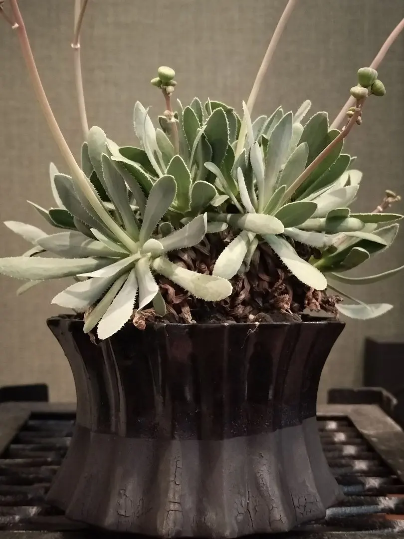 2026年最新】パキプス 現地球の人気アイテム - メルカリ