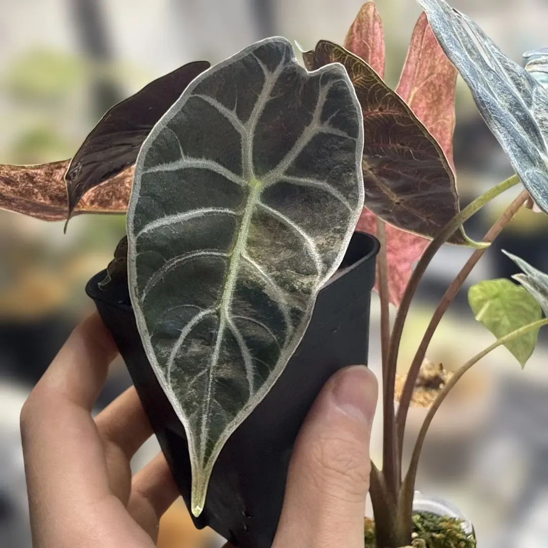 2026年最新】ワトソニアの人気アイテム - メルカリ