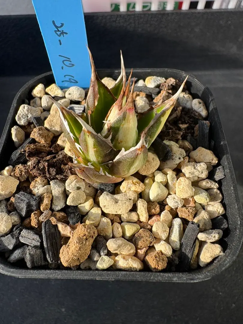 2026年最新】アガベ ホリダ 白中斑の人気アイテム - メルカリ