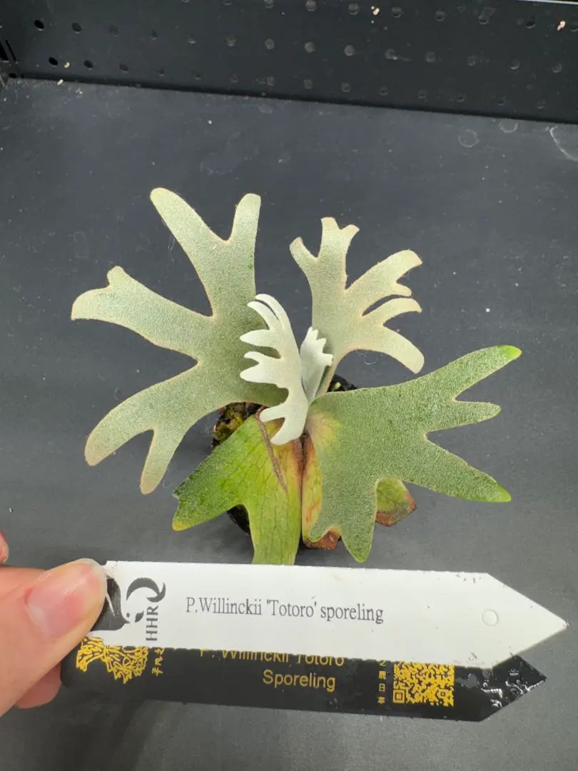 2026年最新】totor ビカクシダの人気アイテム - メルカリ