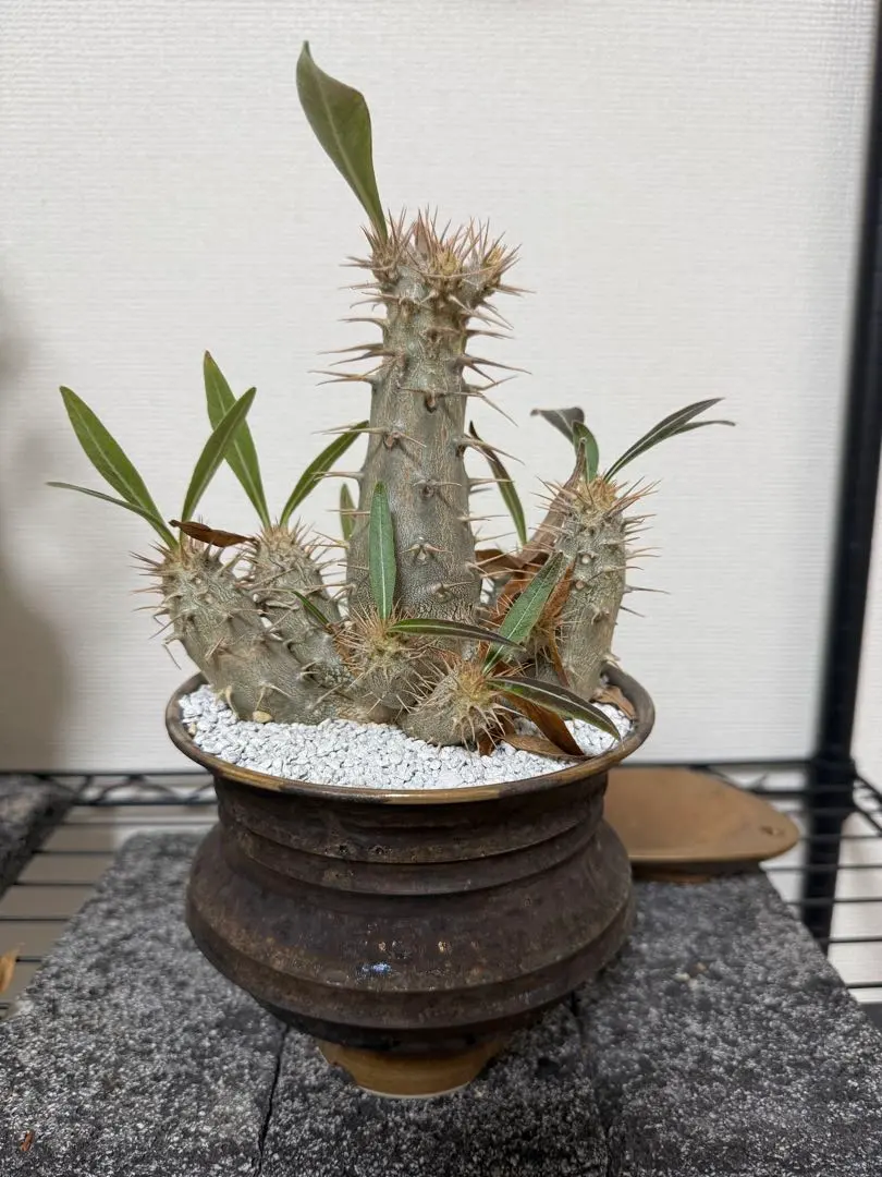 2026年最新】カクチペスの人気アイテム - メルカリ