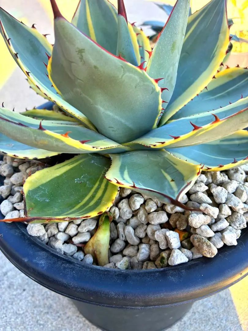 2026年最新】アガベ パリー トランカータ オリザバの人気アイテム