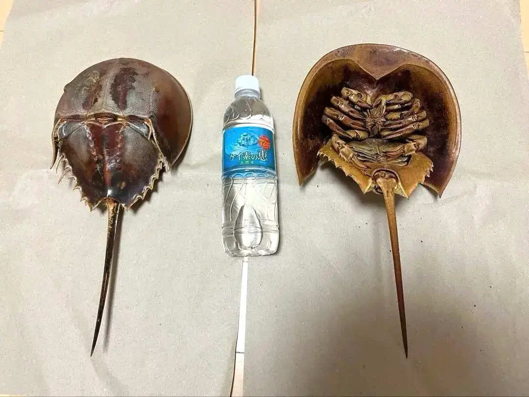 2026年最新】カブトガニ標本の人気アイテム - メルカリ