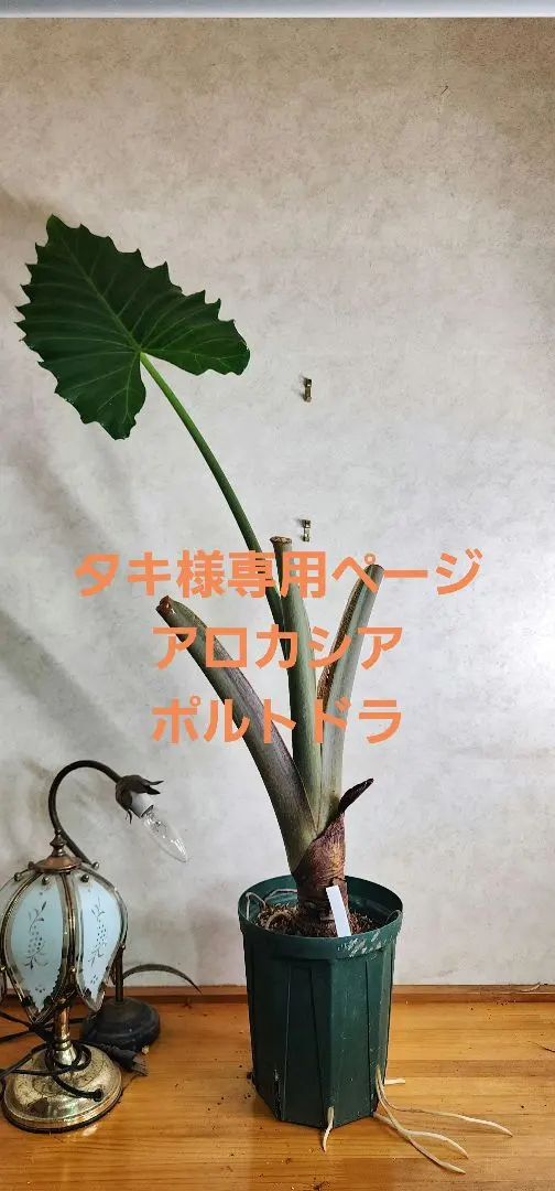 2026年最新】アロカシア ポルトドラの人気アイテム - メルカリ