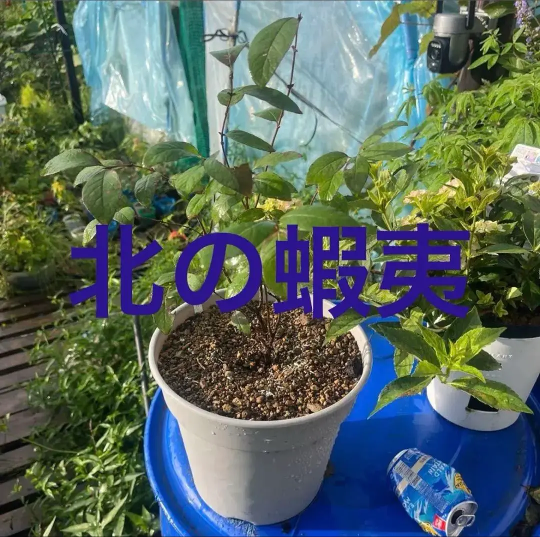 2026年最新】ハスカップ苗の人気アイテム - メルカリ