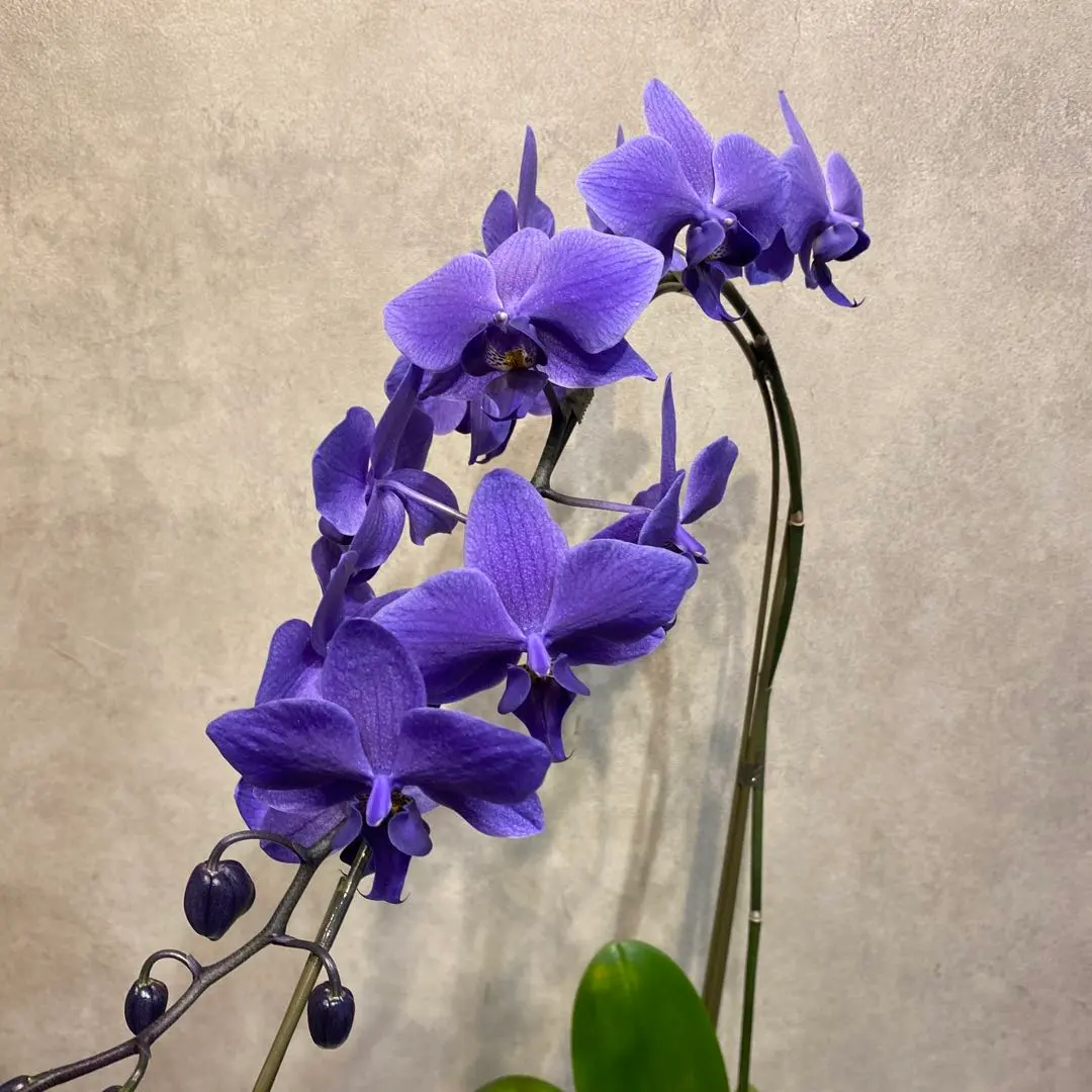 2026年最新】胡蝶蘭 ブルージーンの人気アイテム - メルカリ