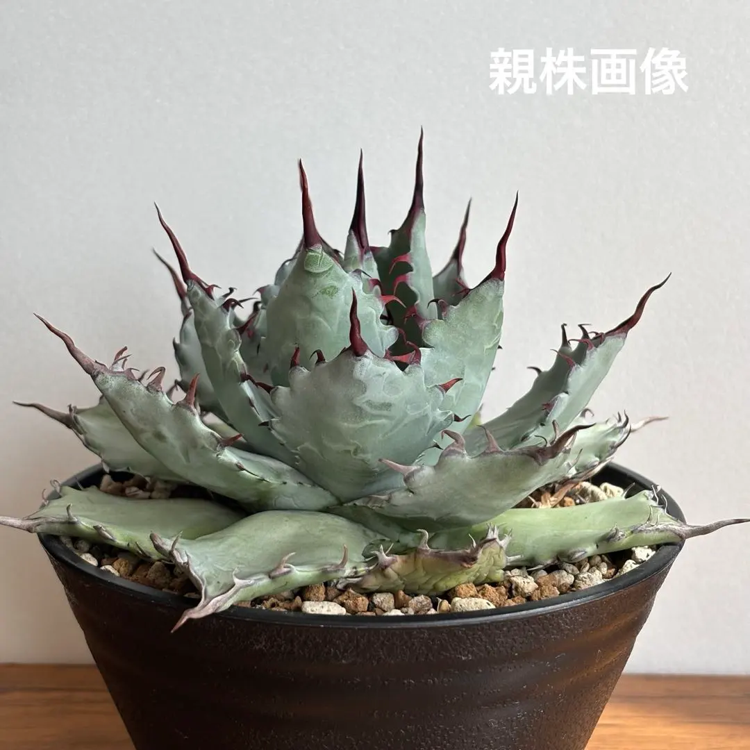 2026年最新】#激怒之舞の人気アイテム - メルカリ