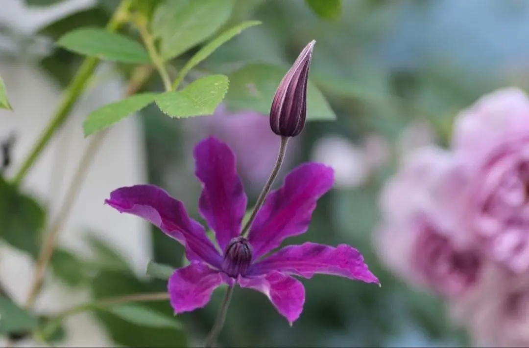 2026年最新】流星クレマチスの人気アイテム - メルカリ